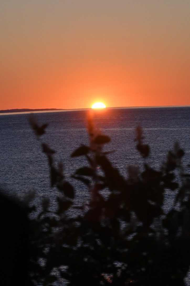 Sunset over the sea framed by plants